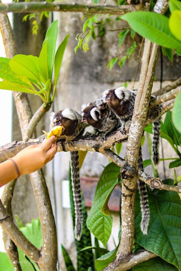 Tropical Hostel Praia de Pipa 外观 照片